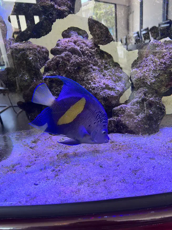 فرشته ماهی اب شور|ماهی|مشهد, کوثر|دیوار