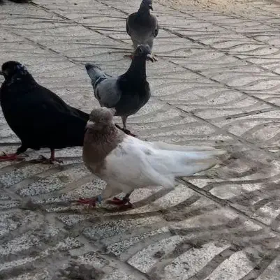 کم شود.  جوجو سبز|حیوانات|قوچان, |دیوار