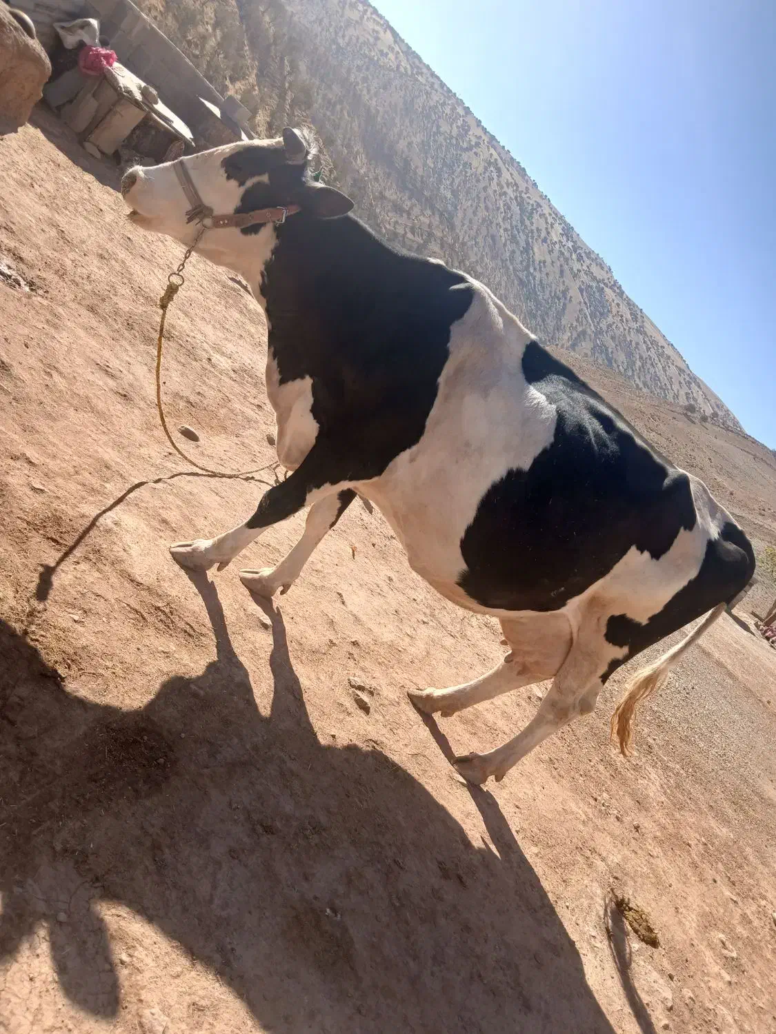 گاوسیمیتالجوان|حیوانات مزرعه|شباب, |دیوار