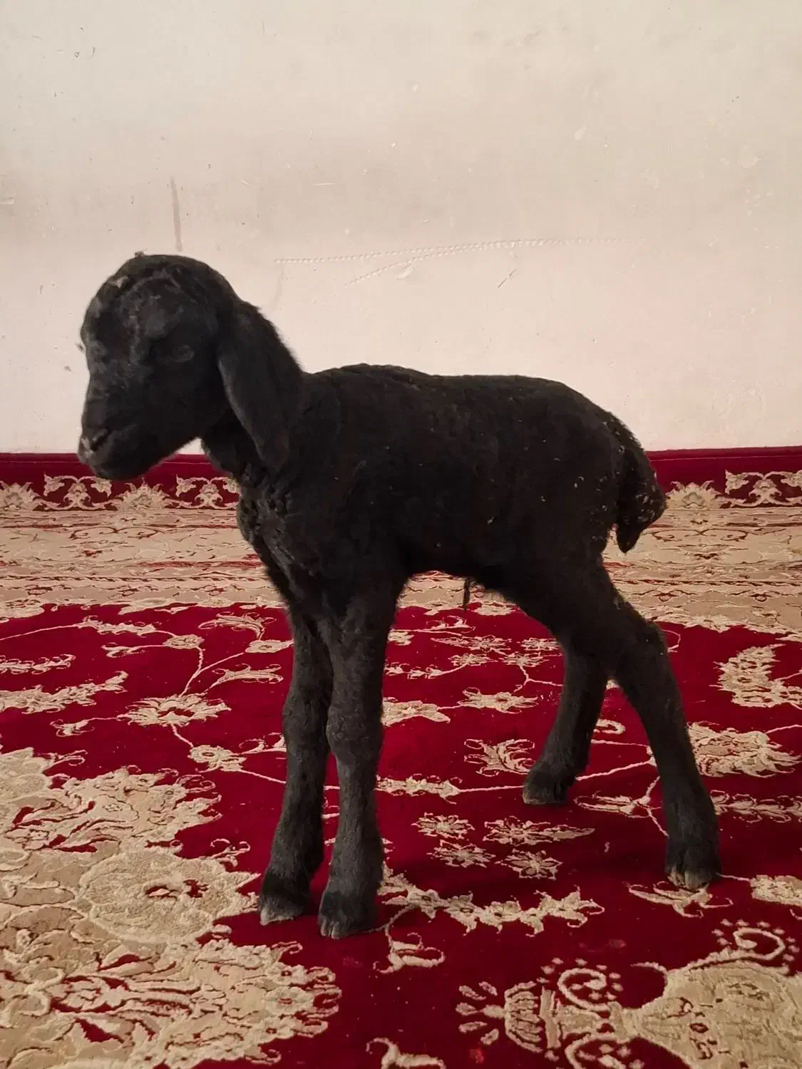 بره شیری|حیوانات مزرعه|پاکدشت, پاکدشت (مامازند)|دیوار