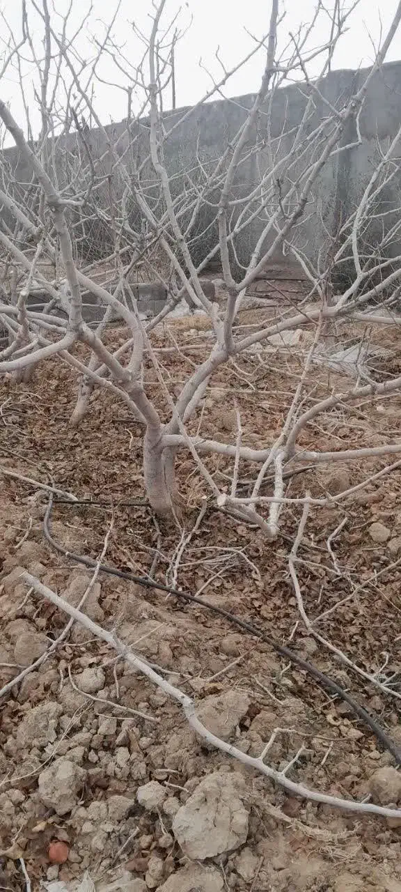 سلام صفر تا صد درختان پسته انجام می شود|خدمات باغبانی و درختکاری|قم, کوه سفید|دیوار