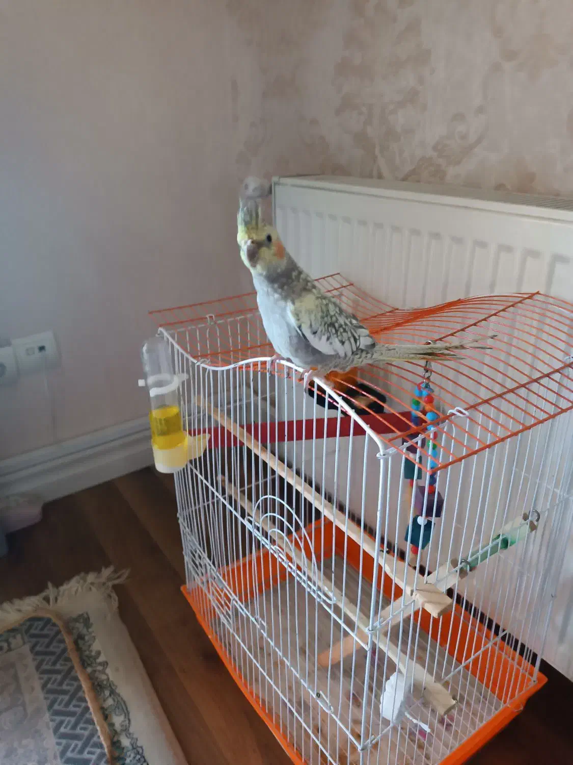 عروس هلندی نر دو ماهه|پرنده|رشت, کوی مهر|دیوار