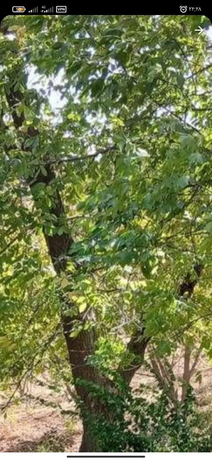 فروش چوب درخت گردو|خدمات باغبانی و درختکاری|بوکان, |دیوار