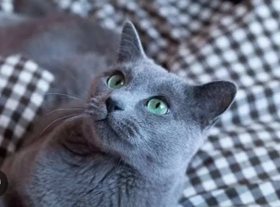 گربه گمشده|حیوانات|تبریز, |دیوار