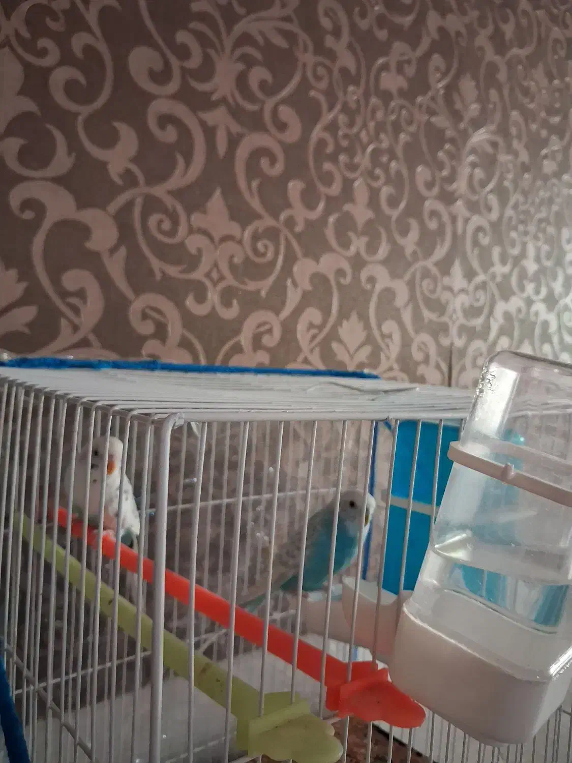 یک جفت مرغ عشق با قفس|پرنده|قزوین, |دیوار