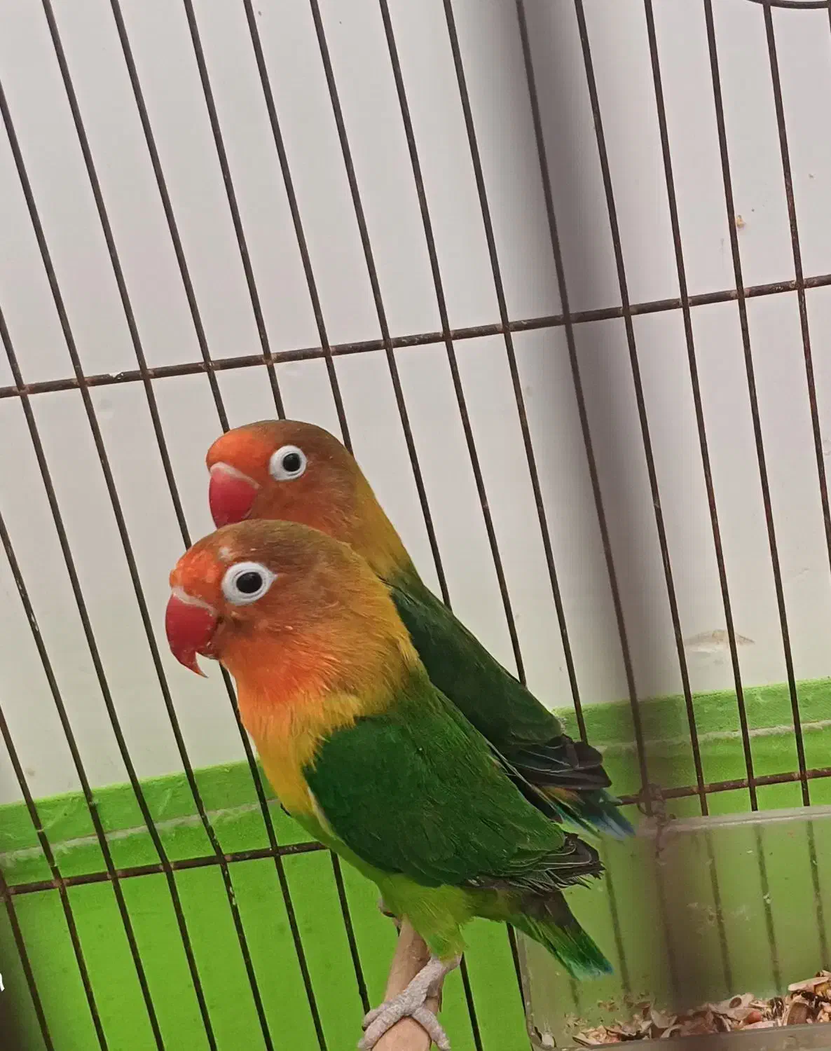 طوطی برزیلی جفت|پرنده|اهواز, کوی مهدیس|دیوار