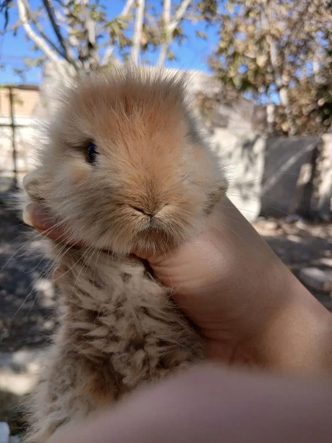 خرگوش ۲ ماهه|موش و خرگوش|فولادشهر, B4|دیوار