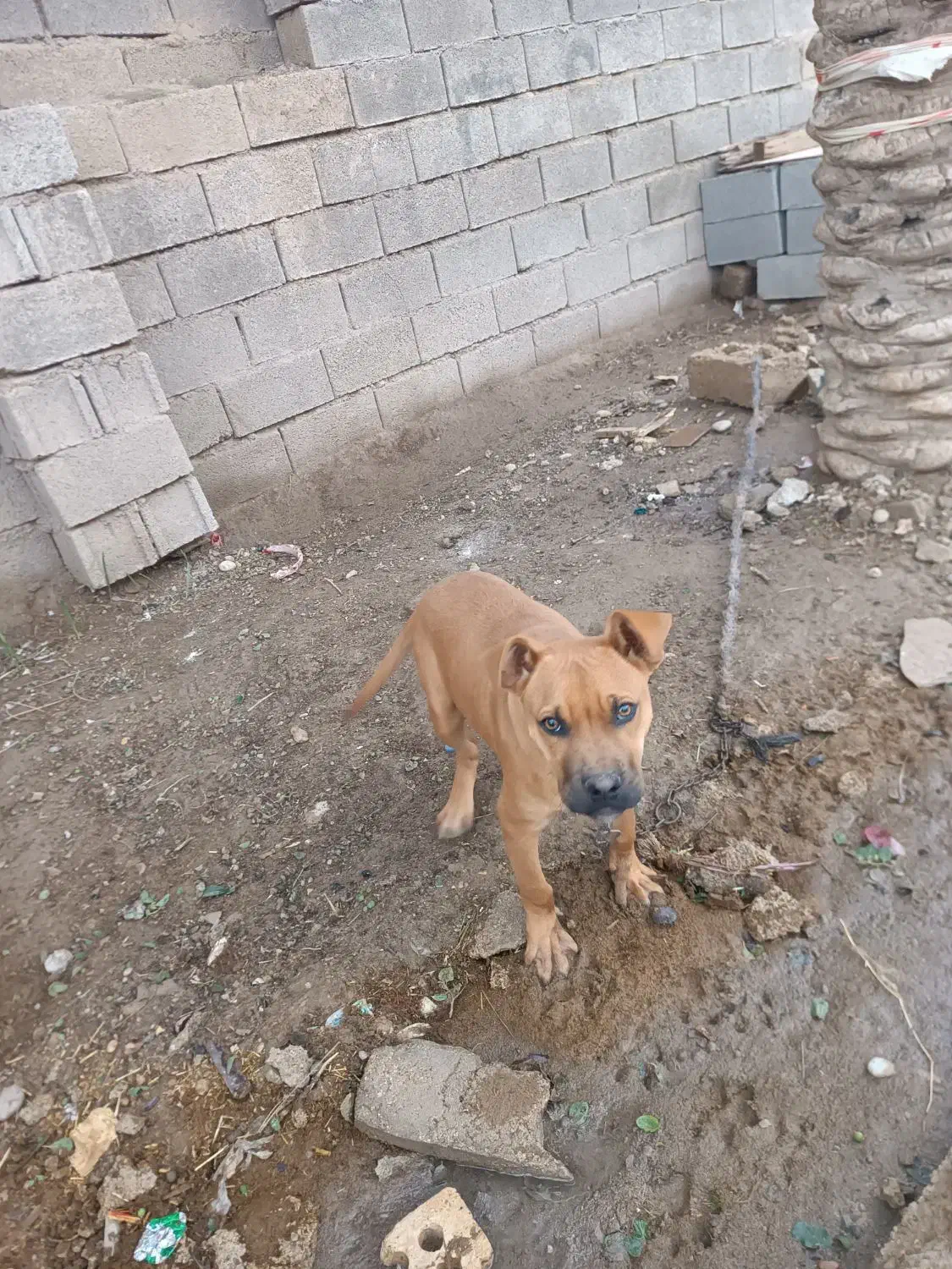 توافقی|سگ|امیدیه, |دیوار