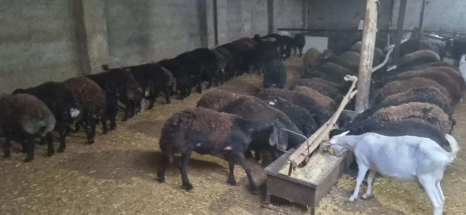 بره نر افشاری پای پروار|حیوانات مزرعه|محمدشهر, کوی بهار|دیوار