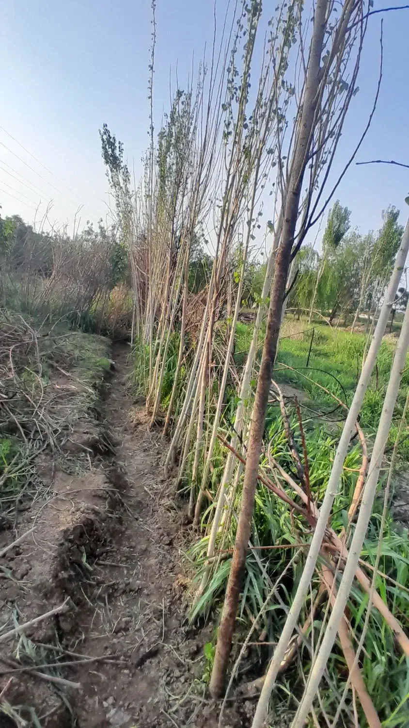 زمین باغچه ای|فروش زمین و ملک کلنگی|باقرشهر, |دیوار