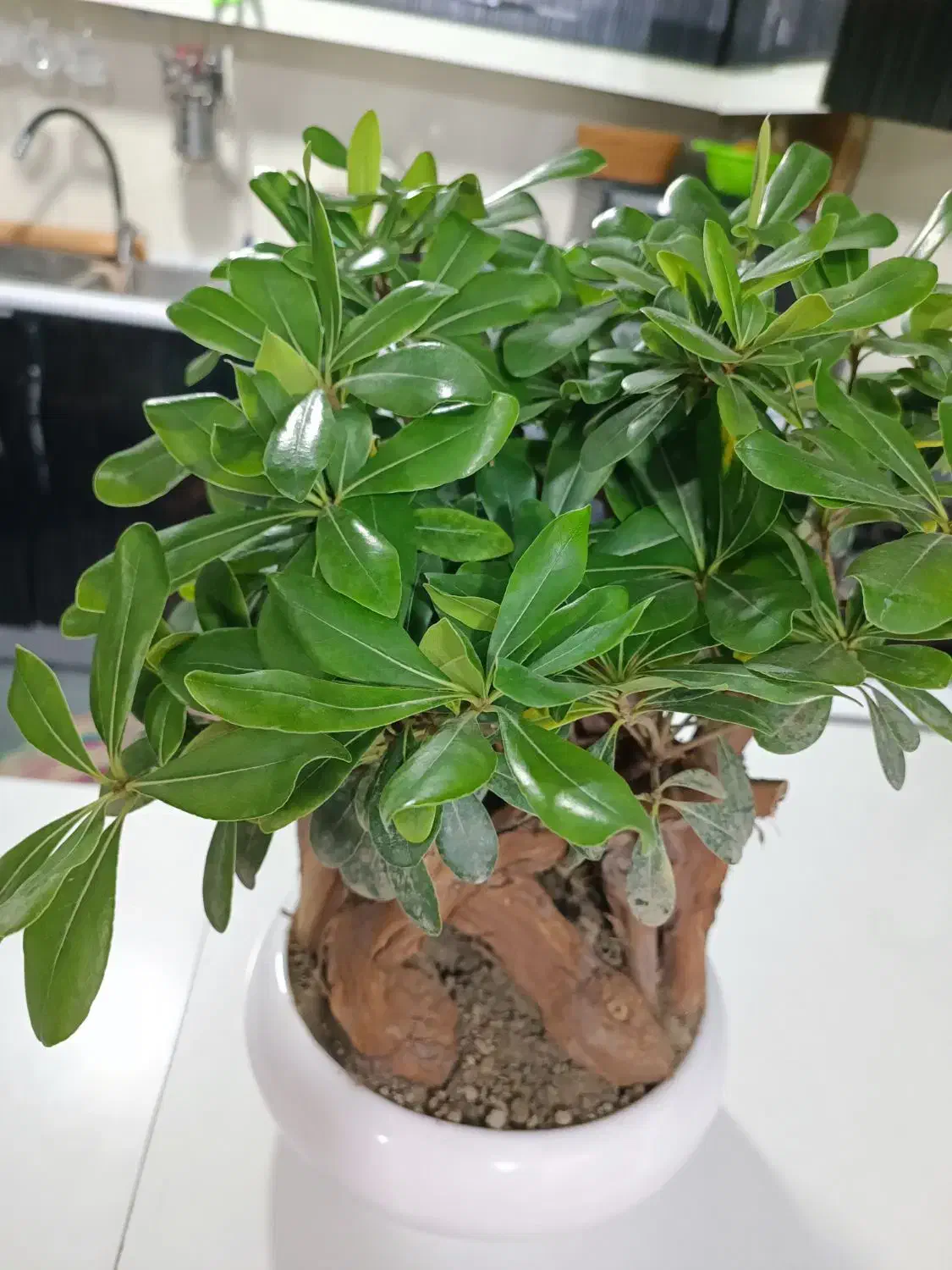 درختچه بونسای|گل و گیاه طبیعی|بندرعباس, |دیوار