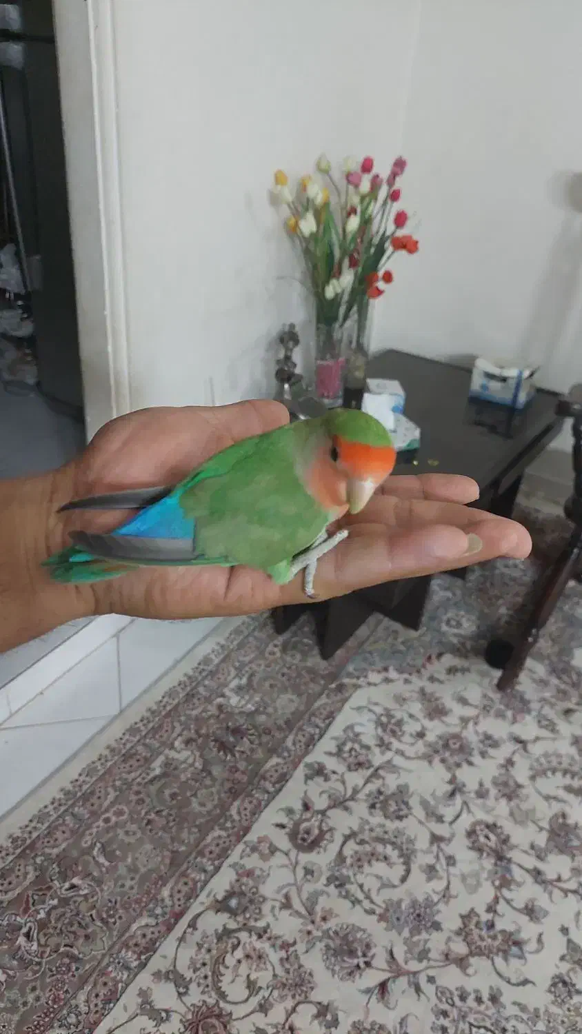 کوتوله دستی و بازیگوش|پرنده|مشهد, امیریه|دیوار