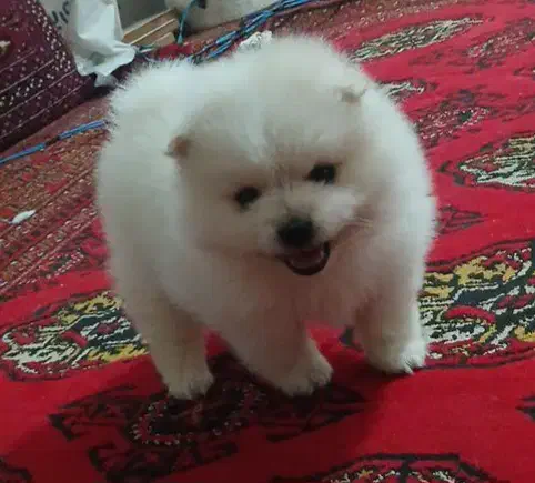 پامرین خرسی ۲ماهه|سگ|گرگان, |دیوار