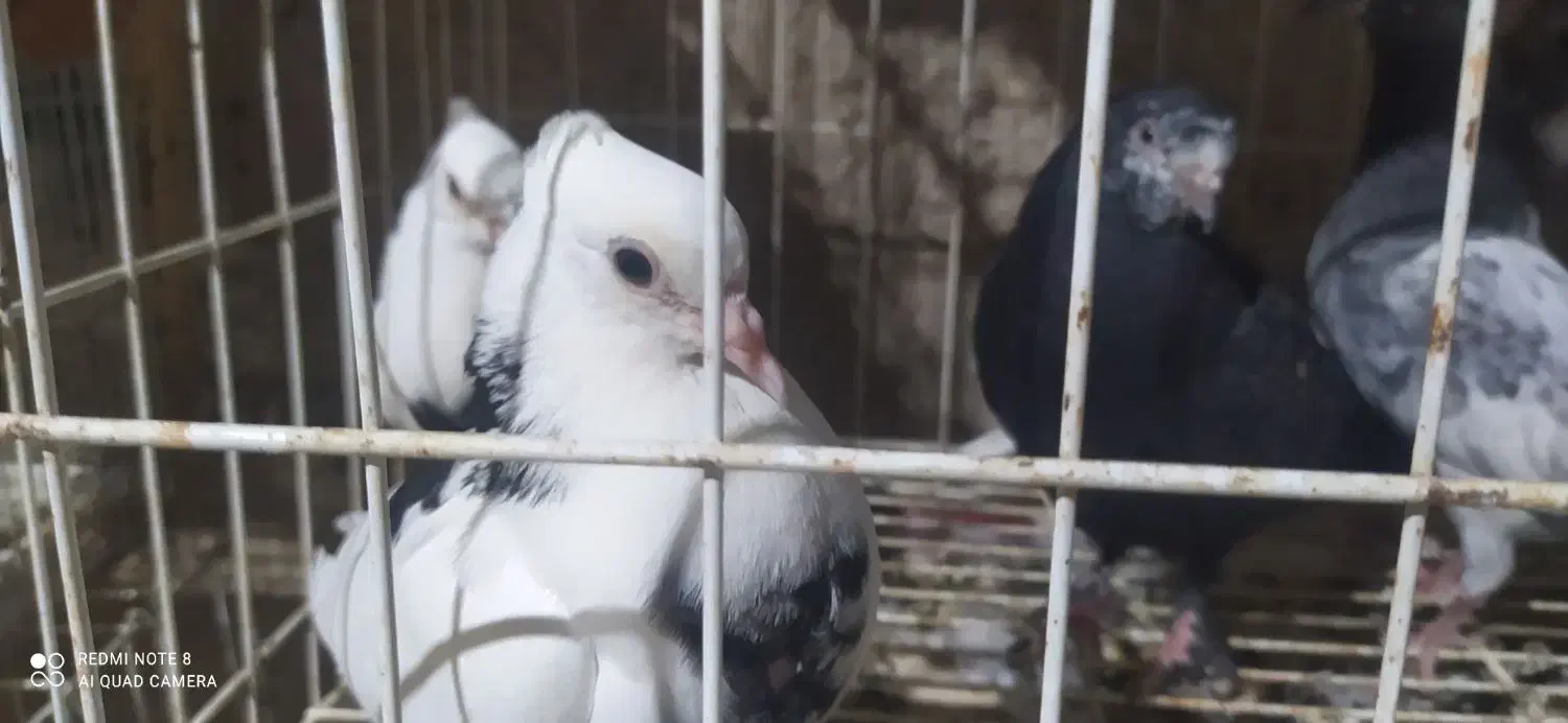 هفت جوجه کبوتر|پرنده|خورموج, |دیوار