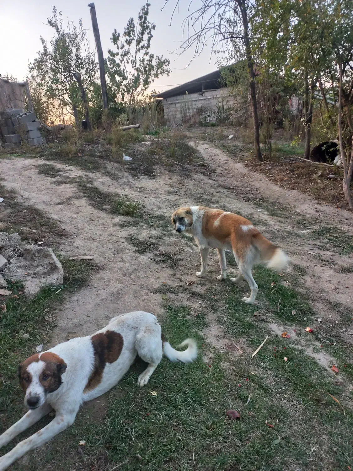 سگ محلی|سگ|مینودشت, |دیوار