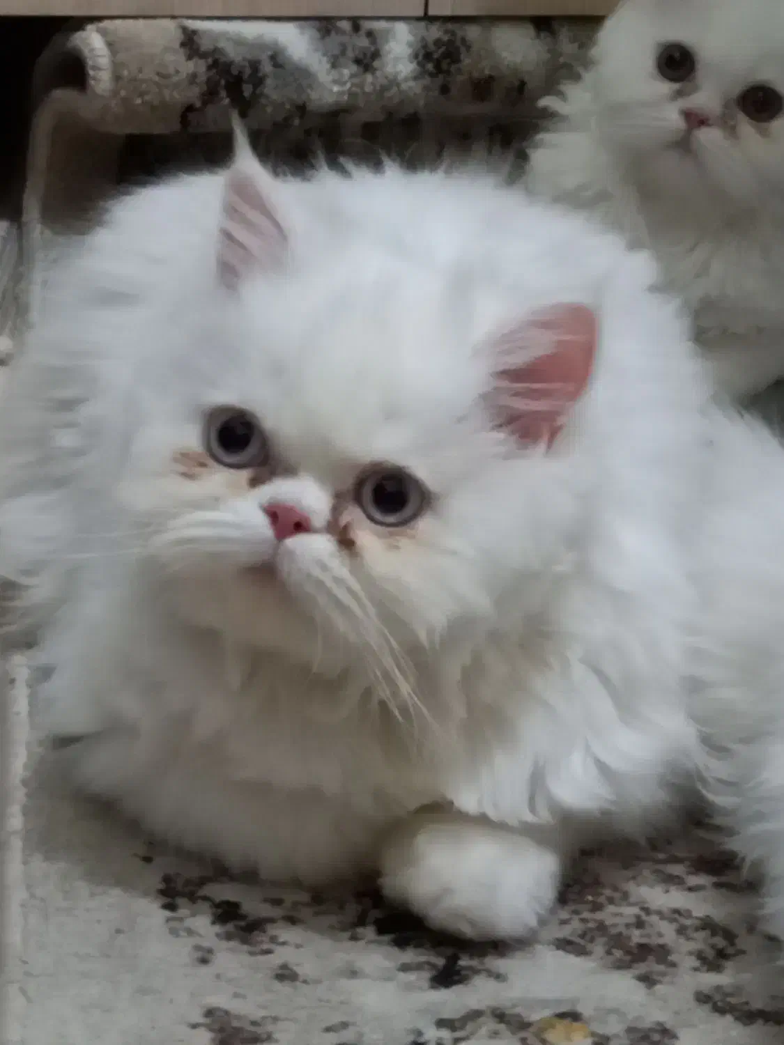 برای جفتگیری|گربه|مشهد, امیریه|دیوار