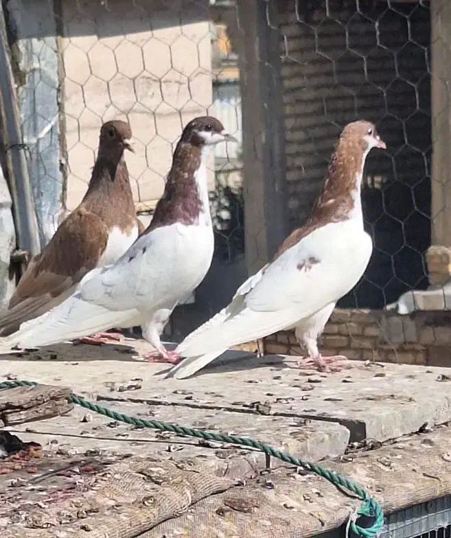 جوجه شهری|پرنده|شیراز, مسلم|دیوار