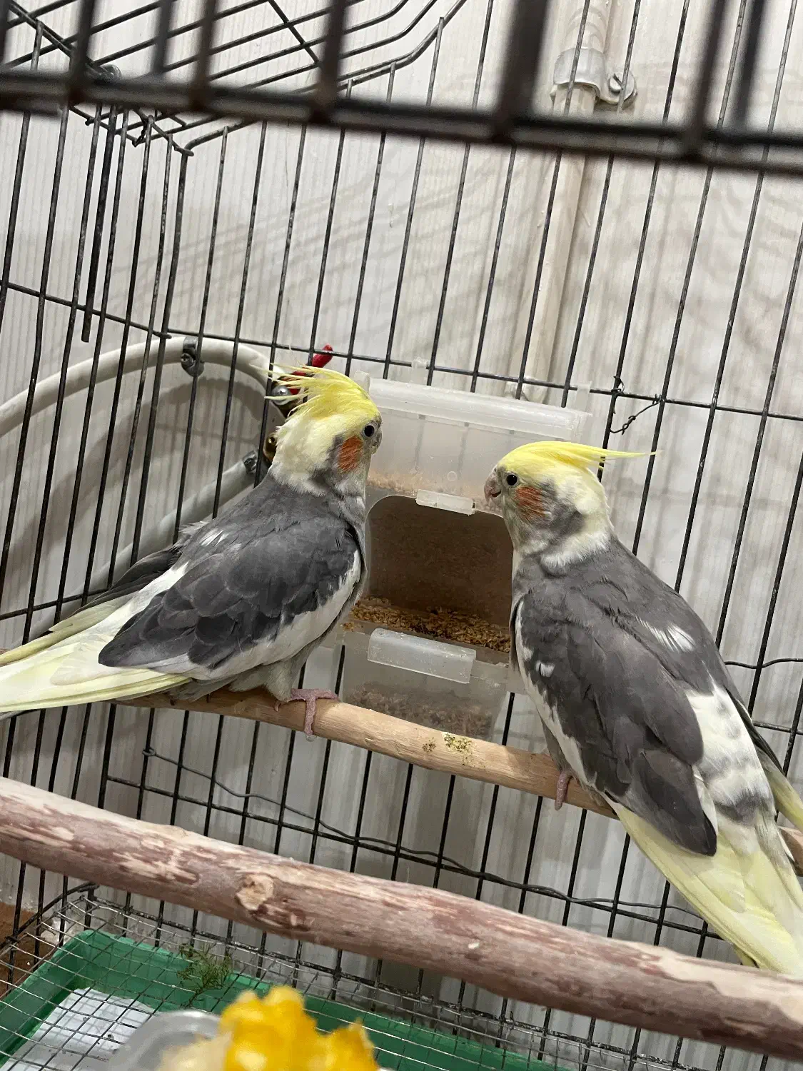 جفت دستی سخنگو|پرنده|بافق, |دیوار