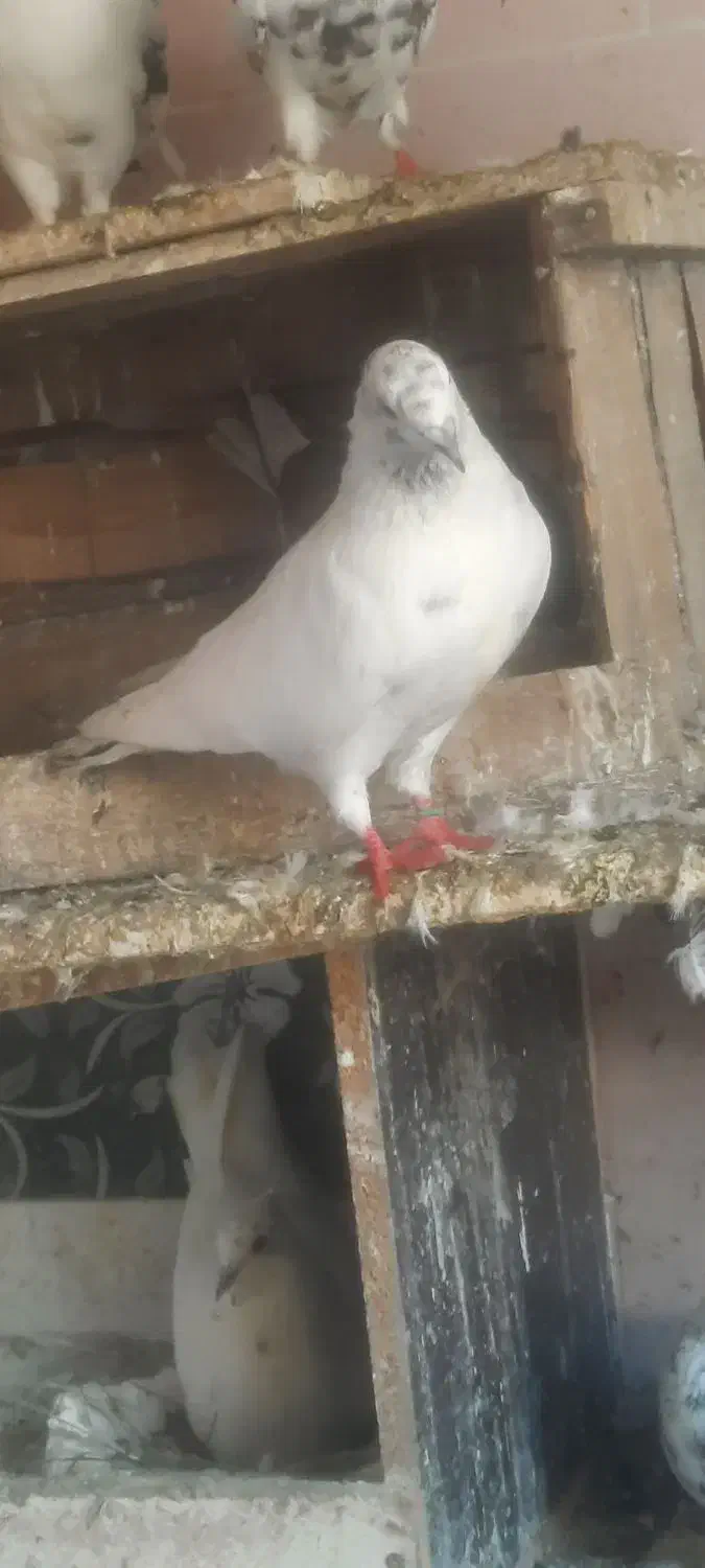 کبوتر|پرنده|رشت, تازه آباد|دیوار