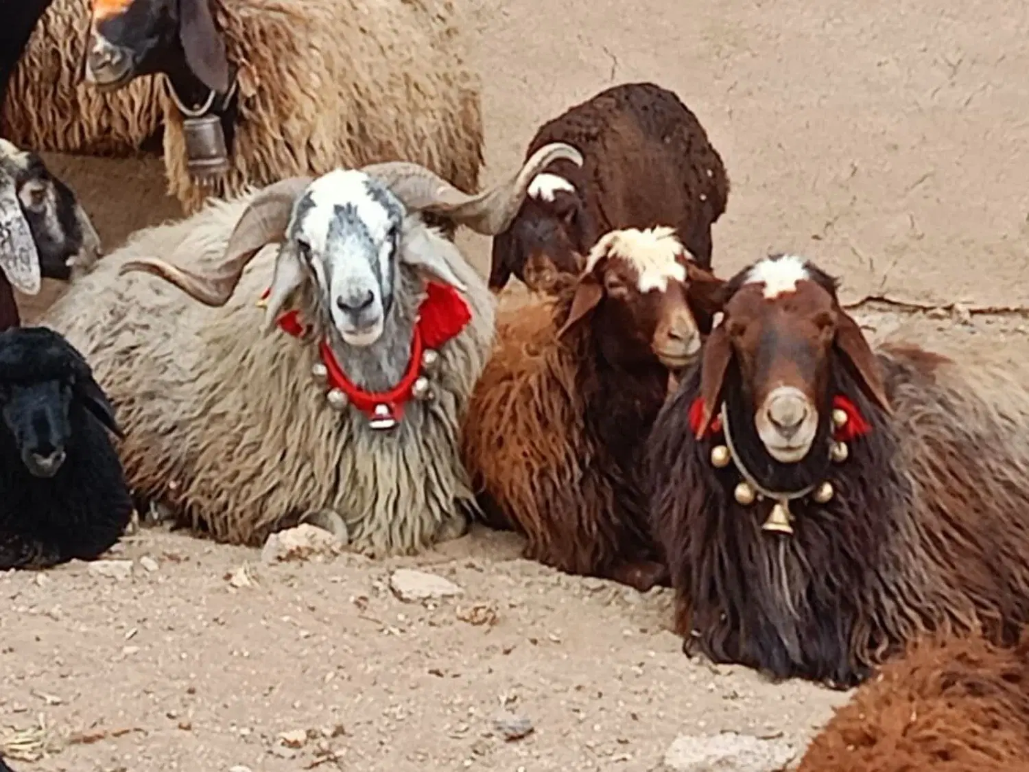 قوچ|حیوانات مزرعه|چنارود, |دیوار