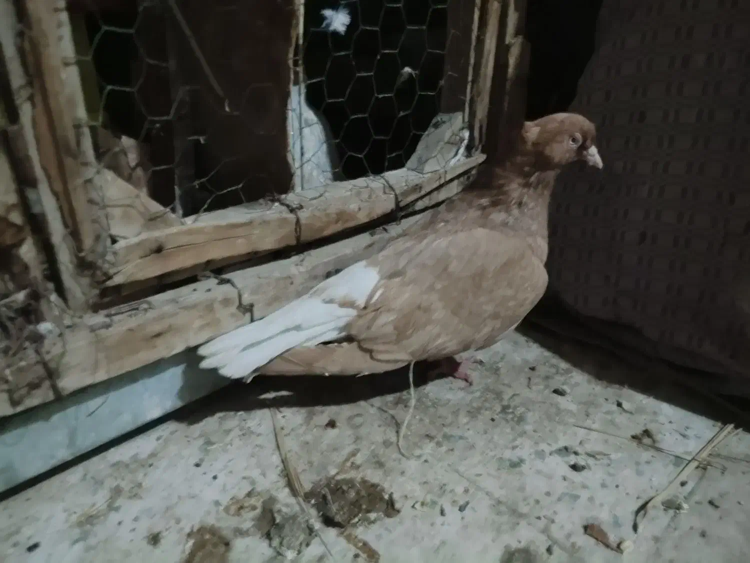 کفتر زرددم سفید|پرنده|تفت, |دیوار