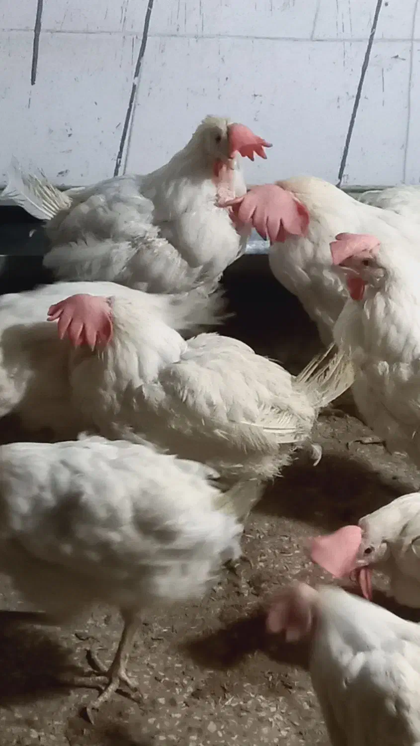 اوردک و مرغ سفید|حیوانات|دهدشت, |دیوار