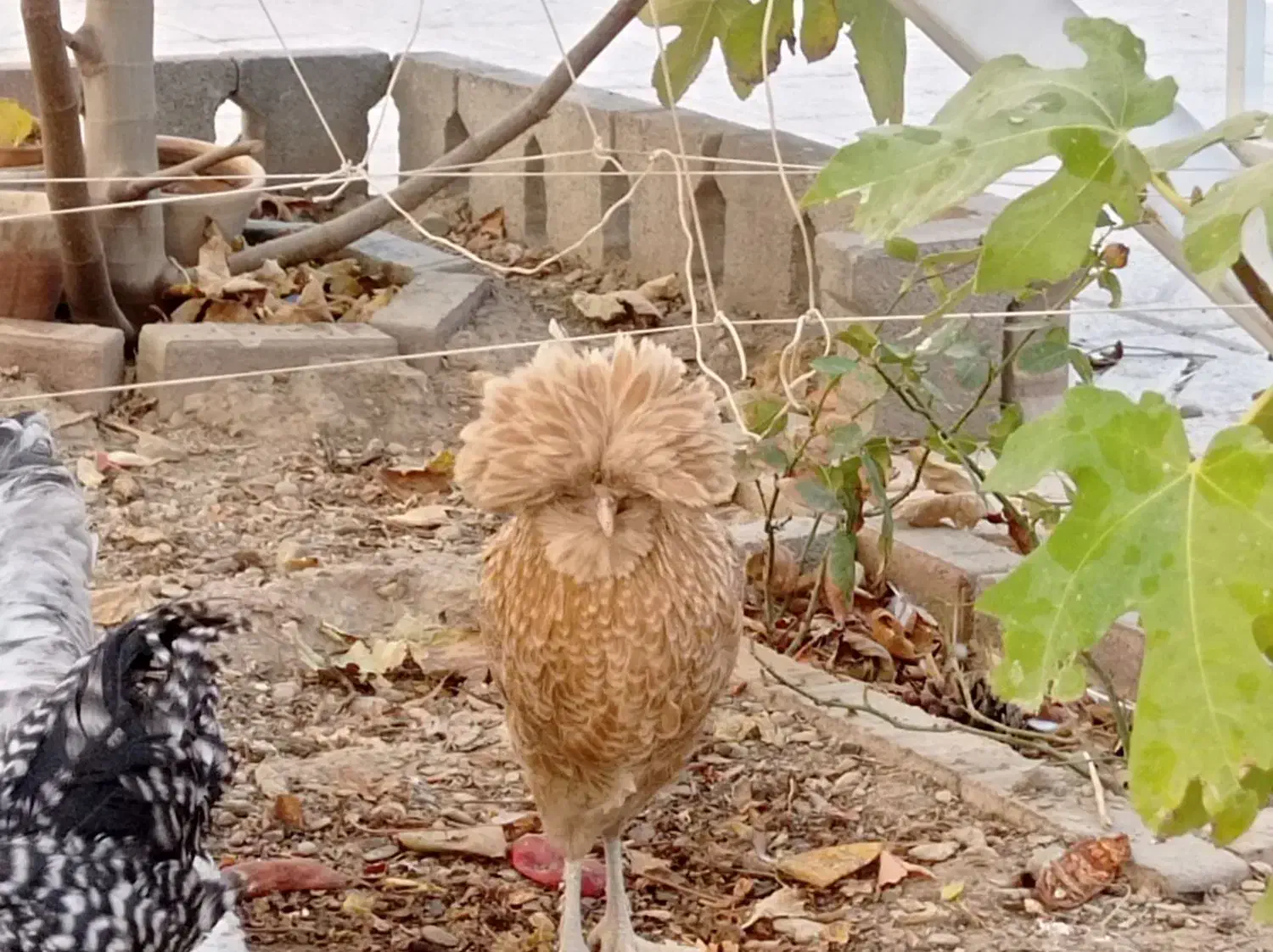 مرغ نژاد دار برهما لهستانی آمروک|حیوانات مزرعه|گلبهار, شهر جدید گلبهار|دیوار