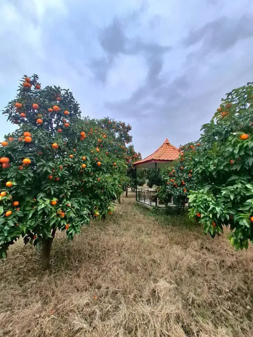 ویلاباغ 2500مترسندتکبرگ پروانه پایانکار فریدونکنار|فروش خانه و ویلا|آستانه سرا, |دیوار
