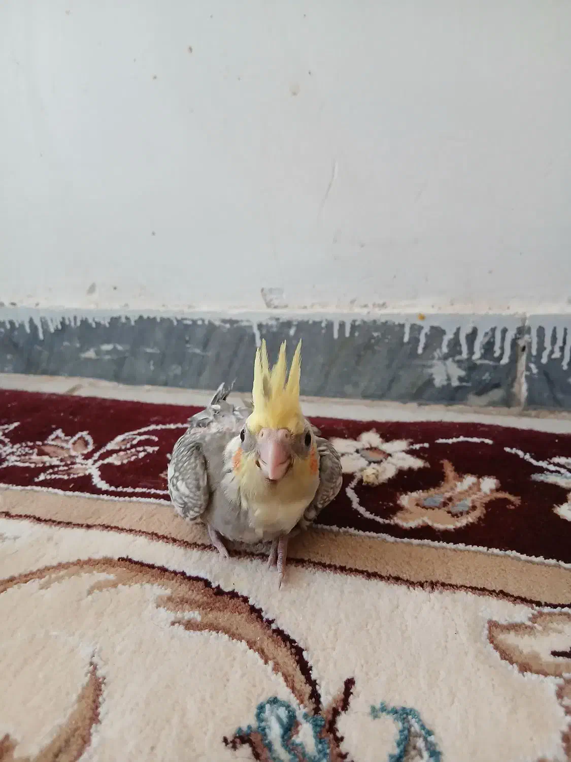 دوتا جوجه عروس سرلاکی نر سوپر تاج|پرنده|کوهدشت, |دیوار