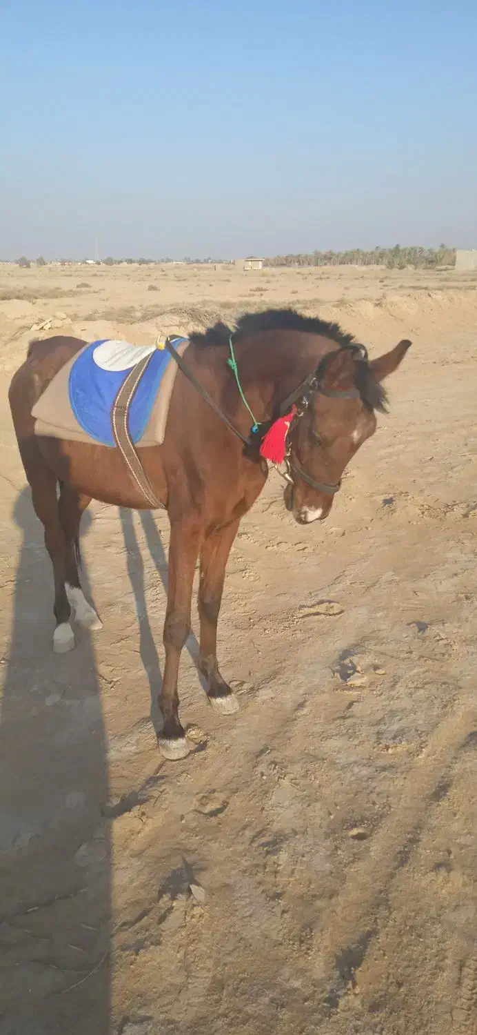 کره نریان|اسب و تجهیزات اسبسواری|بندر گناوه, |دیوار