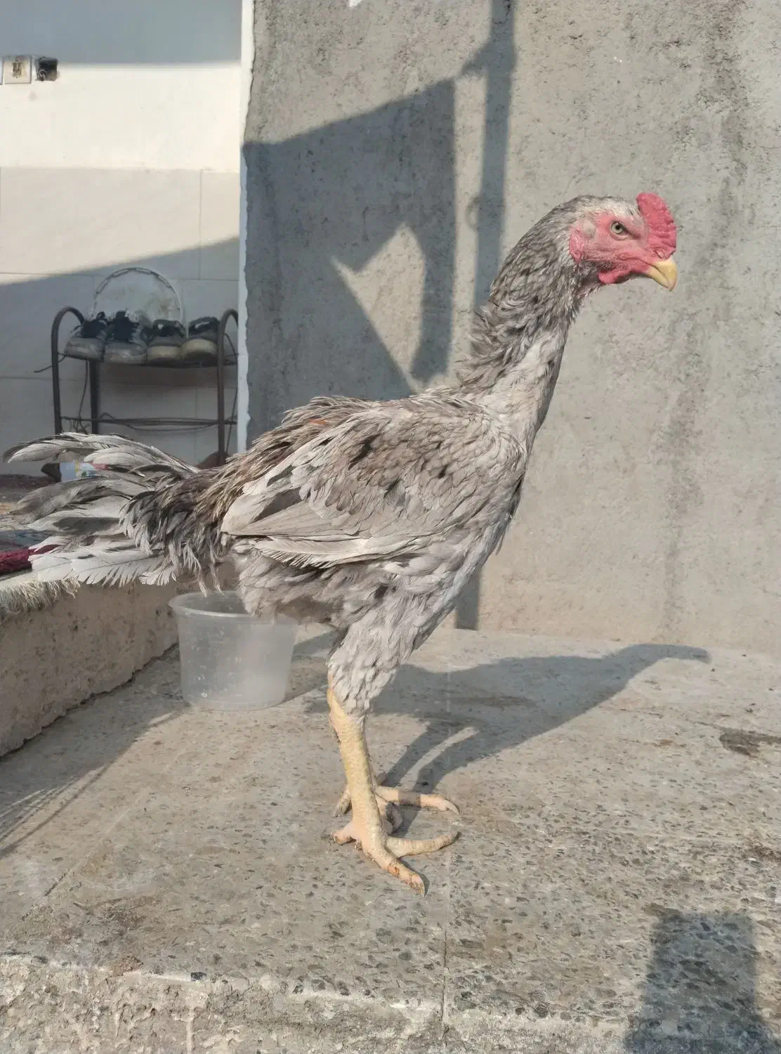 خروس لاری|حیوانات مزرعه|فاضل آباد, |دیوار