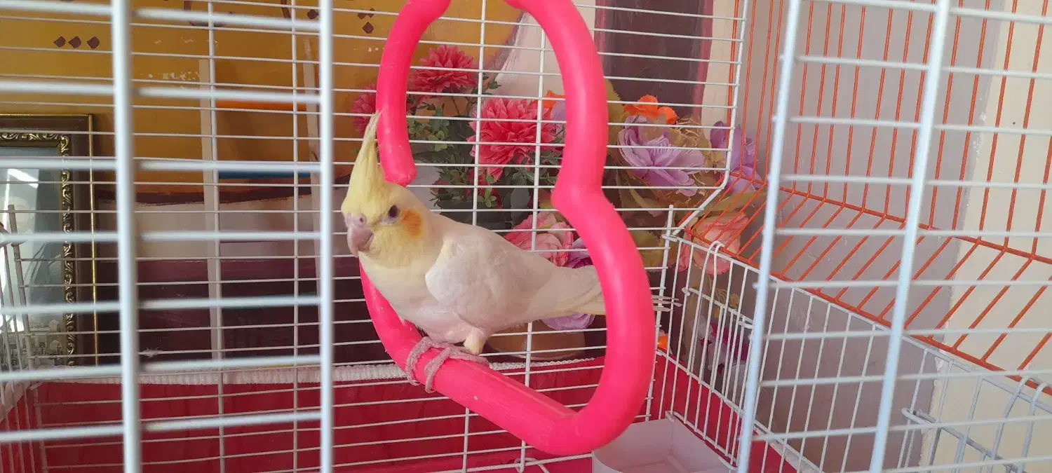 گمشده|حیوانات|فرخشهر, |دیوار