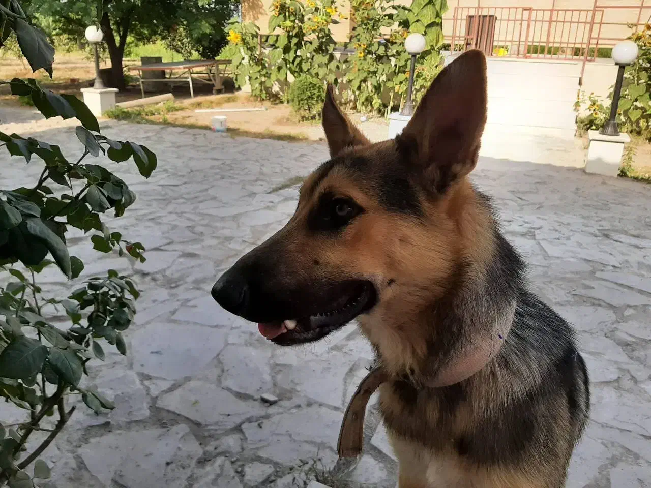 سگ ژرمن گمشده|حیوانات|گرگان, |دیوار