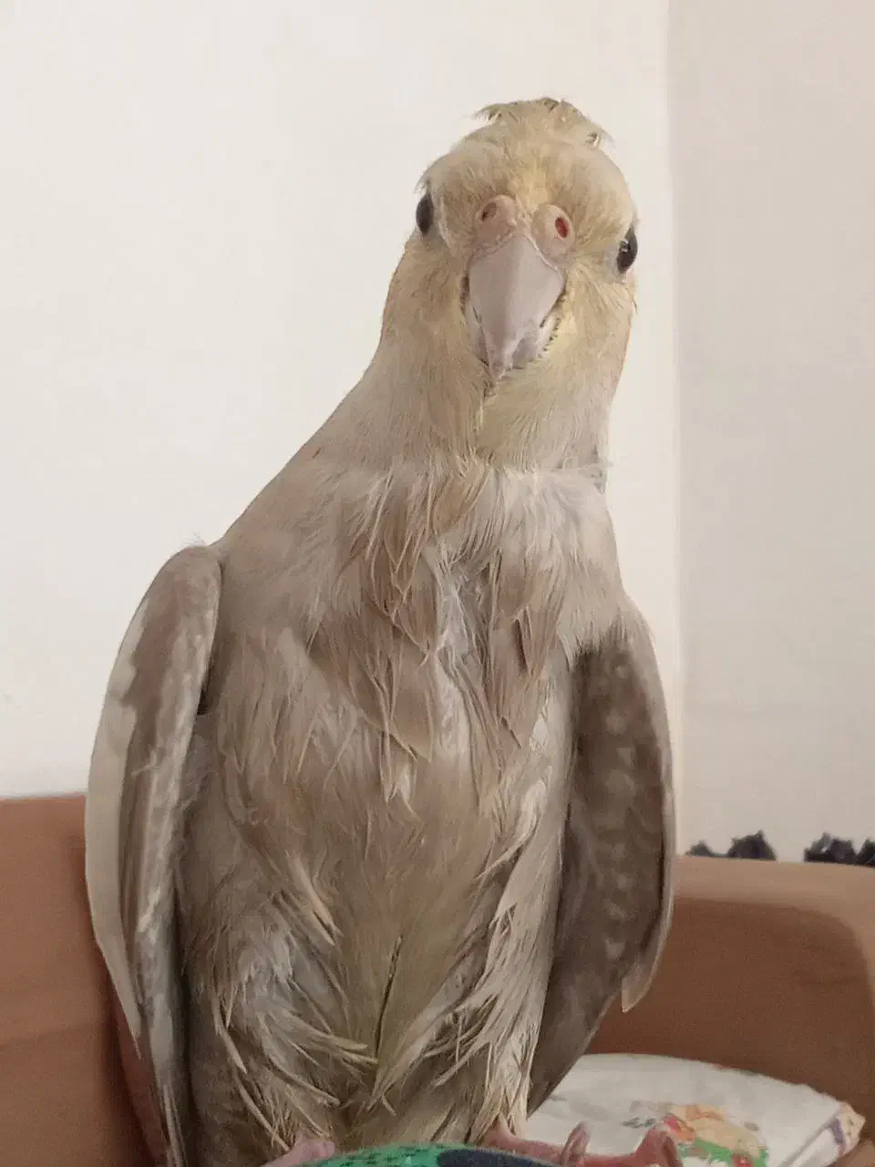 عروس هلندی|پرنده|سنندج, |دیوار