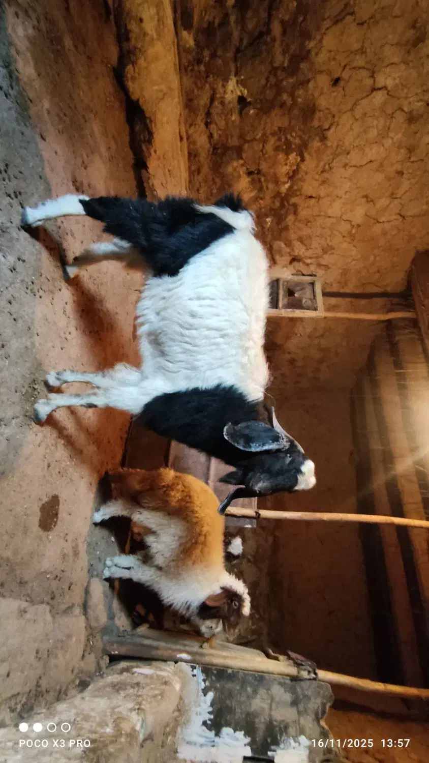 بزغاله نر(ساورین)|حیوانات مزرعه|روانسر, |دیوار