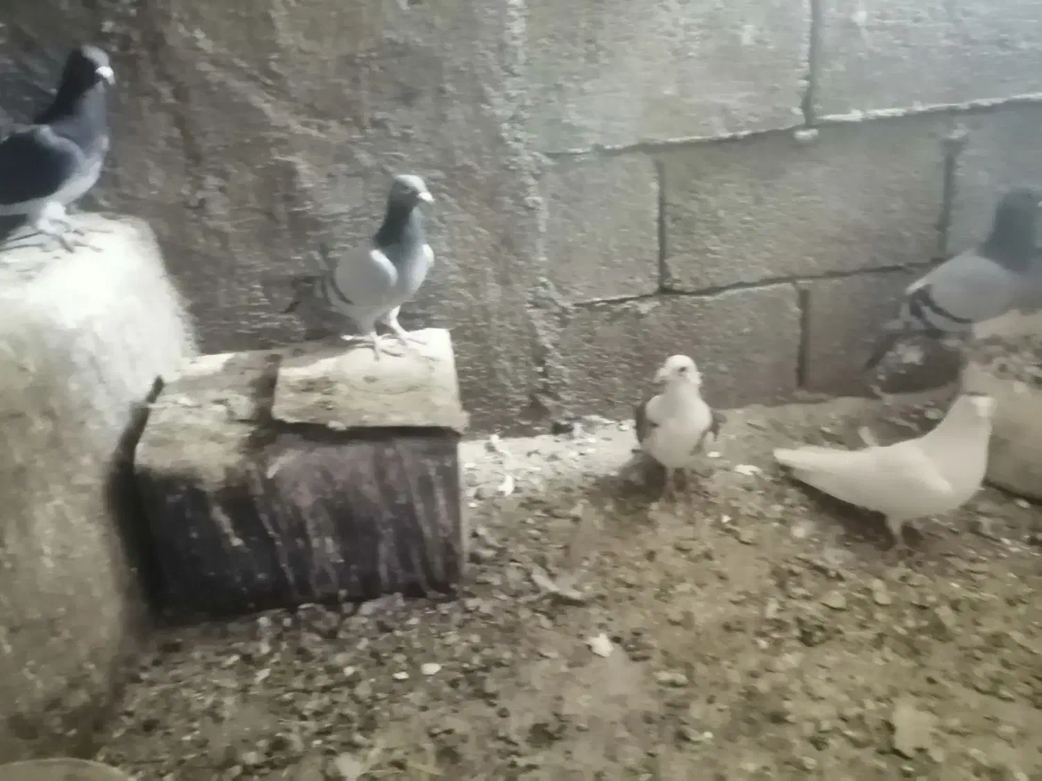 پرنده کفتر آلمانی|پرنده|شاندیز, |دیوار