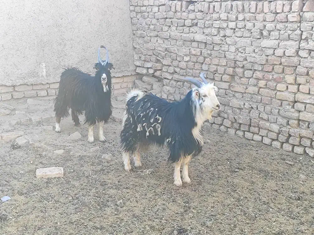 بزغاله نربزی خوشگل|حیوانات مزرعه|جوادآباد, |دیوار