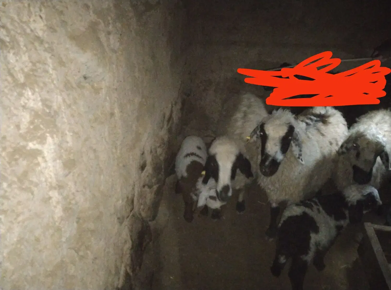 میش وبز|حیوانات مزرعه|بیرجند, |دیوار