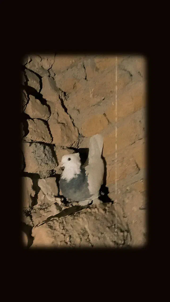 پرنده|پرنده|تربت‌حیدریه, جانبازان|دیوار