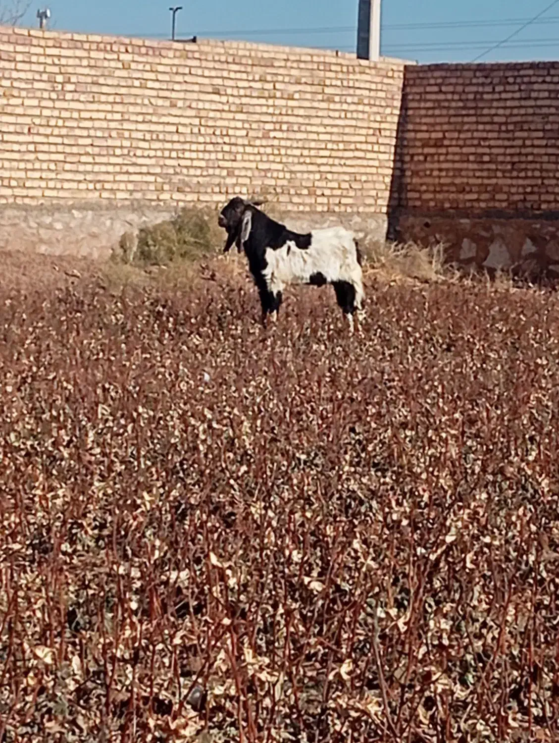 انواع نربز|حیوانات مزرعه|نیشابور, شهید جعفری|دیوار