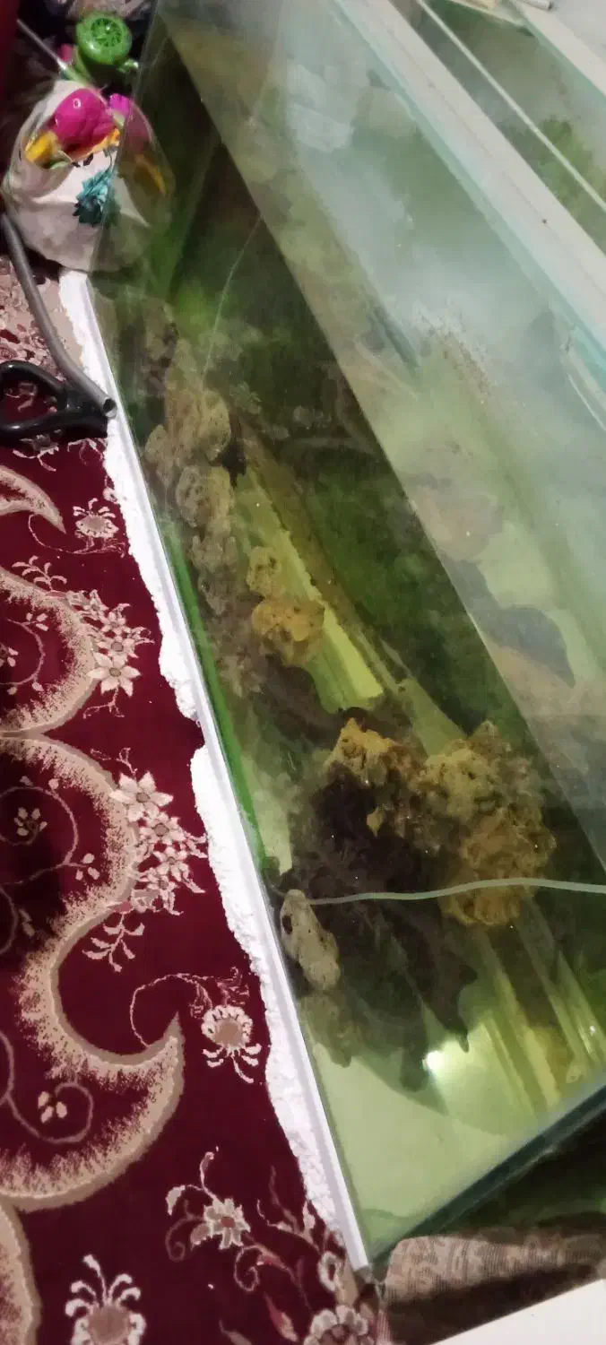 اکواریوم بزرگ|ماهی|خرمآباد, |دیوار