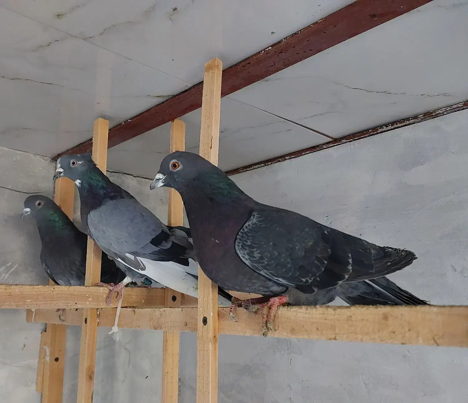 کفتر پرشی|پرنده|آمل, |دیوار