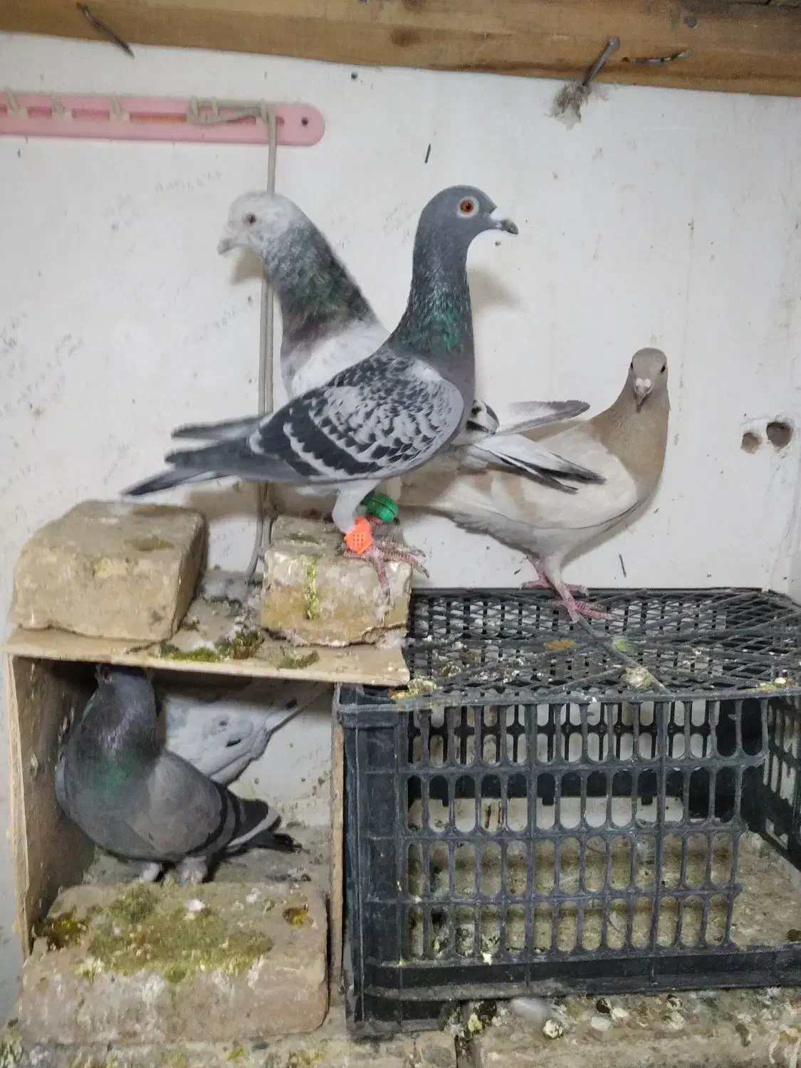 کفتر جفتگاه|پرنده|سبزوار, قاضی زاد|دیوار