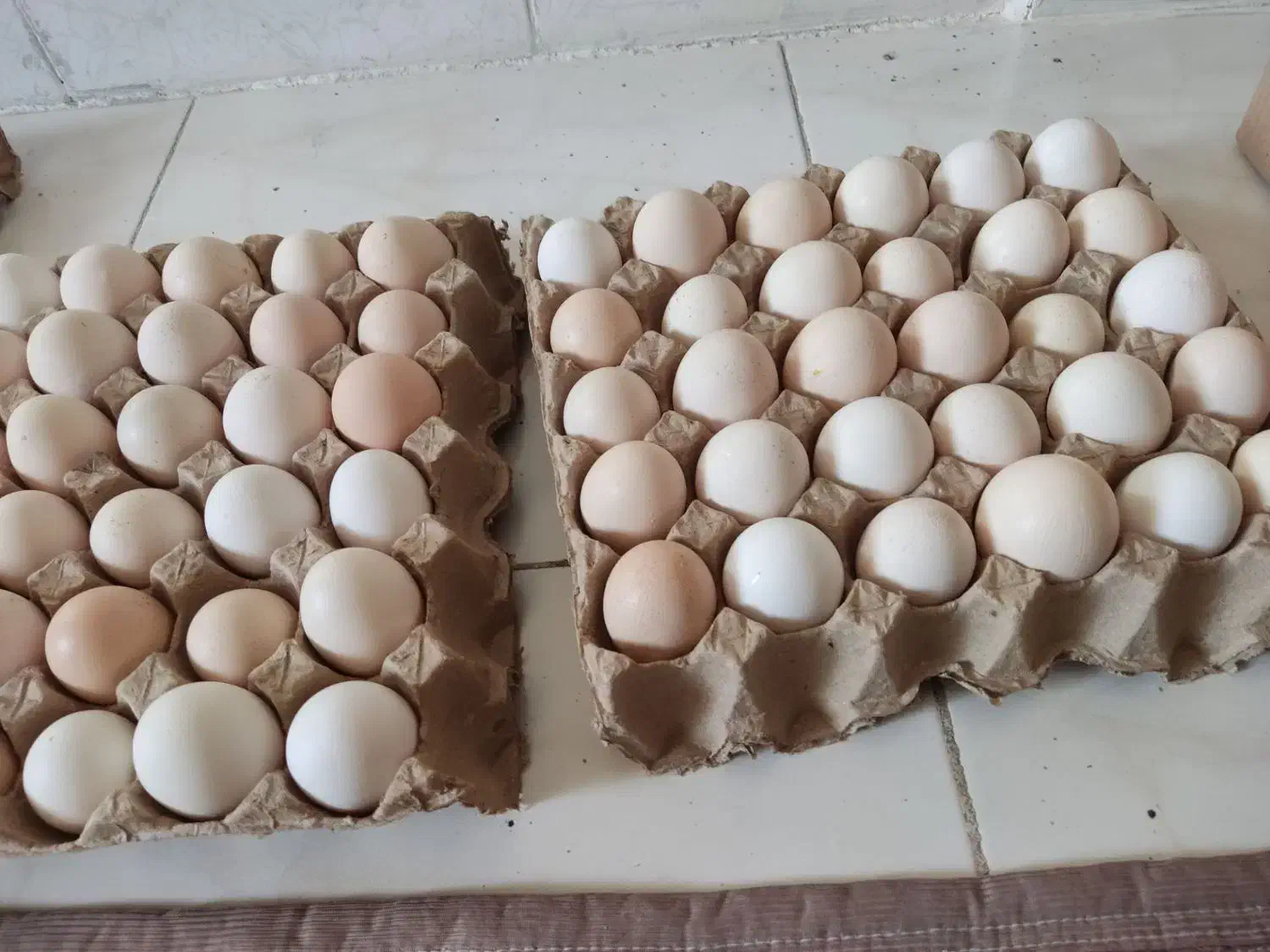 تخم مرغ تازه|حیوانات مزرعه|کرمانشاه, |دیوار