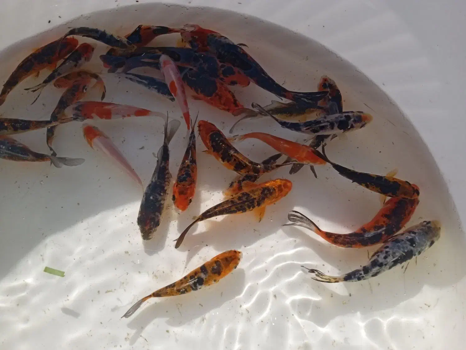 ماهی کوی|ماهی|مشهد, شهرک صنعتی توس|دیوار