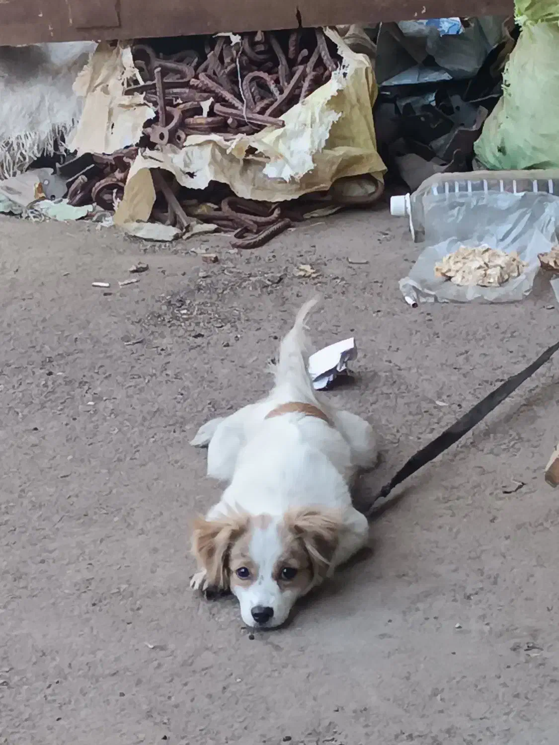 پاکوتا ایشپیتز|سگ|تبریز, |دیوار