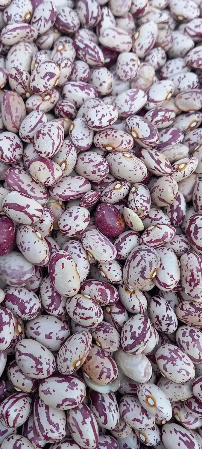 لوبیا چیتی ونخود|خوردنی و آشامیدنی|محمدیه-قزوین, |دیوار