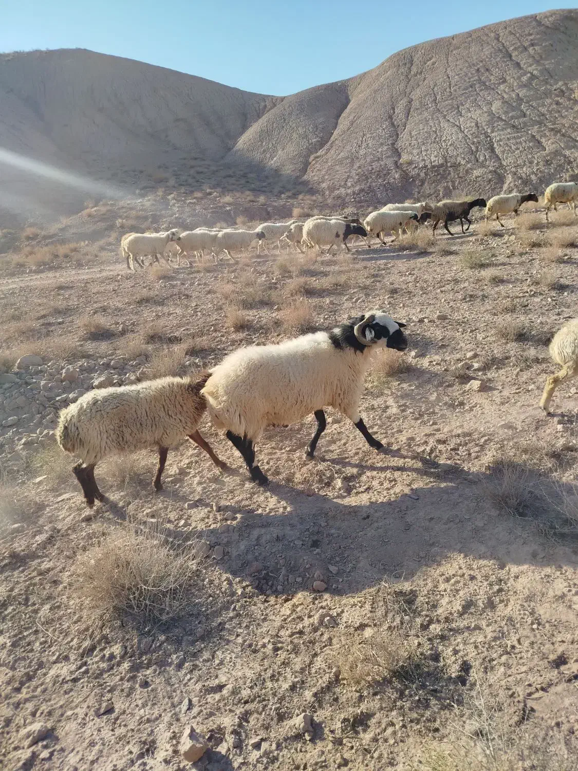 قوچ کاردورگ شیرازی|حیوانات مزرعه|ماهان, |دیوار