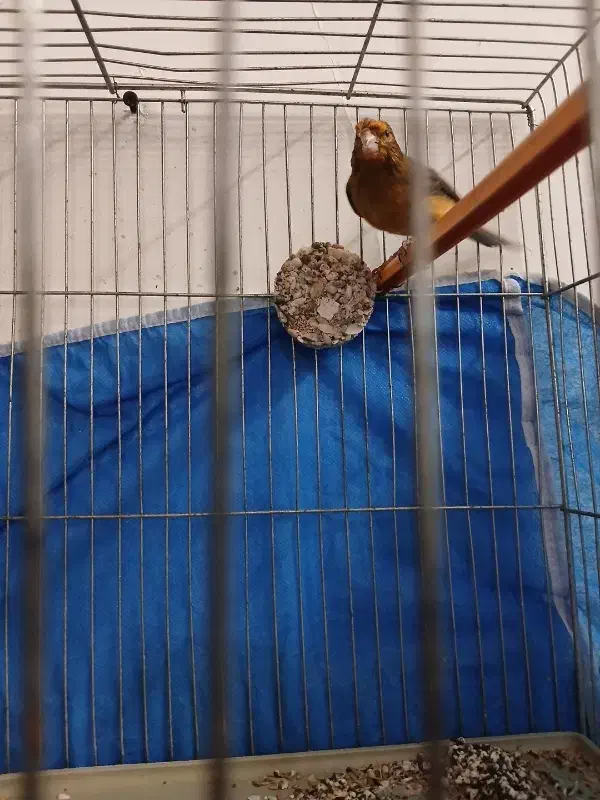 قناری نر دارچینی|پرنده|شاهینشهر, گزبرخوار|دیوار