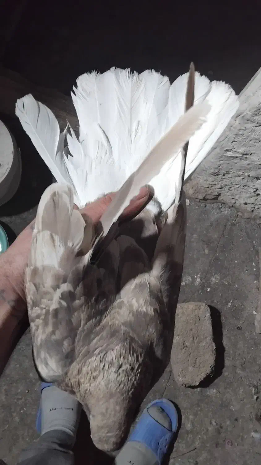 کفتر دم سفید ماده|پرنده|شهریار, شهرک بهاران (ویره)|دیوار